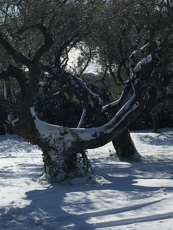 Il Poggio Degli Ulivi Apartment Trevignano Romano Bagian luar foto