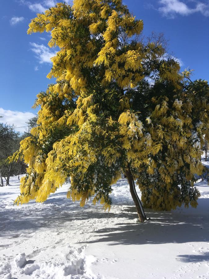 Il Poggio Degli Ulivi Apartment Trevignano Romano Bagian luar foto