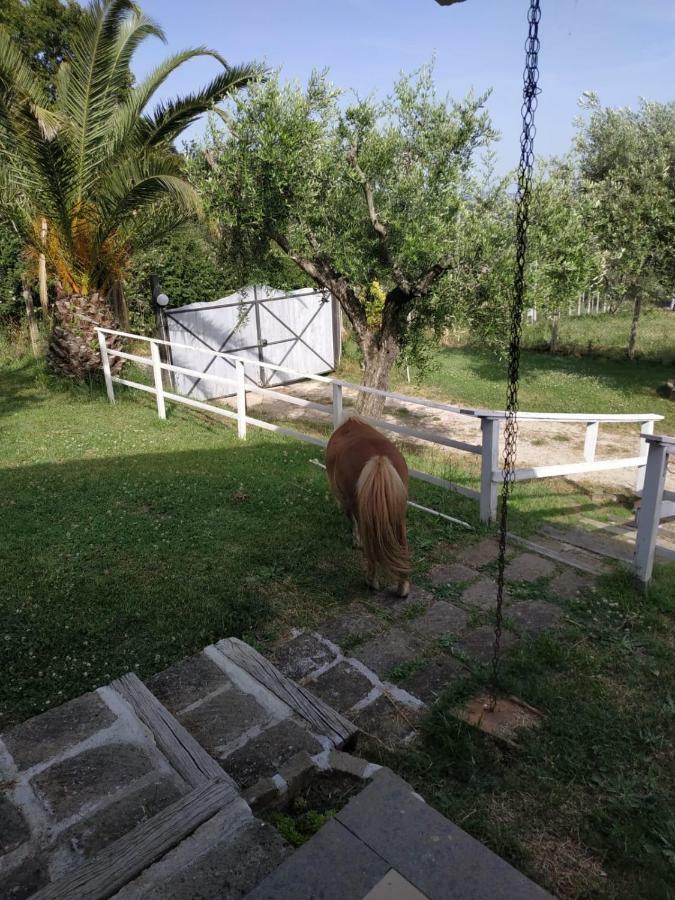 Il Poggio Degli Ulivi Apartment Trevignano Romano Bagian luar foto