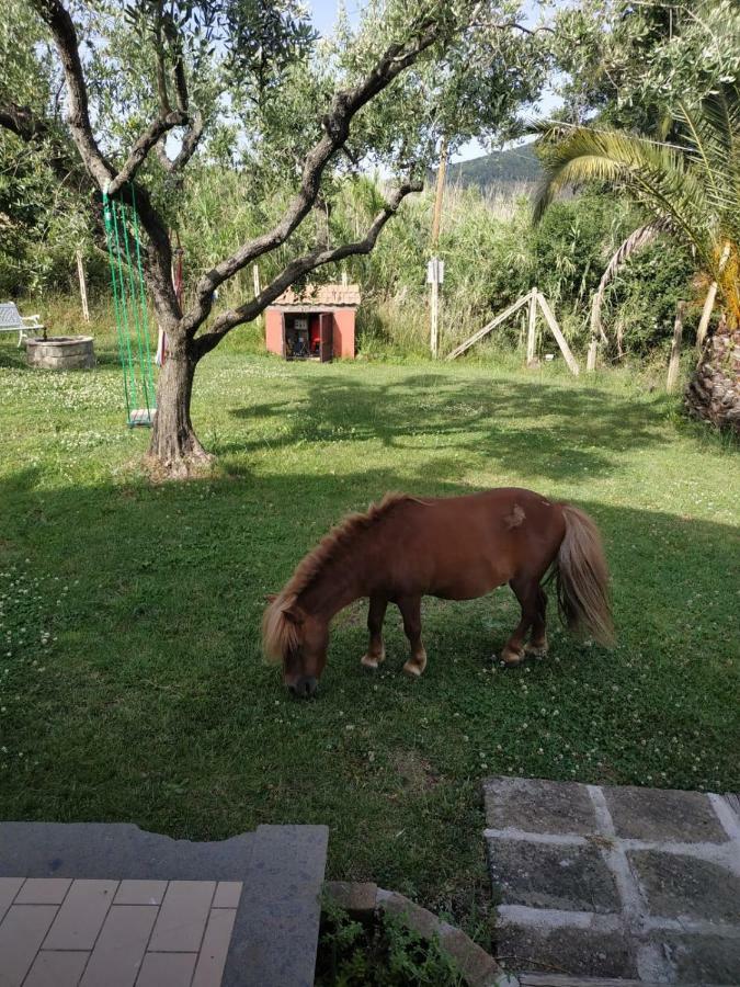 Il Poggio Degli Ulivi Apartment Trevignano Romano Bagian luar foto