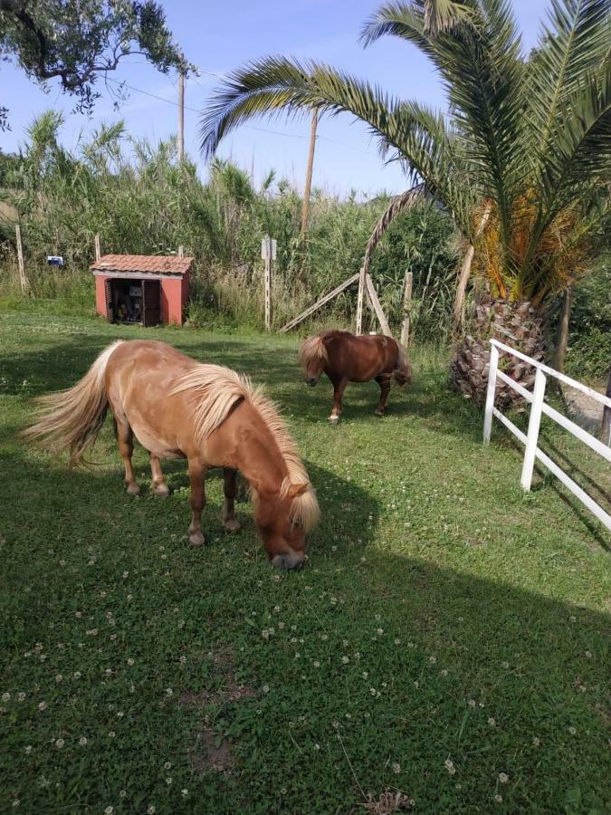Il Poggio Degli Ulivi Apartment Trevignano Romano Bagian luar foto